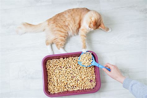 best cat litter for odor control|The 3 Best Cat Litters of 2024 .